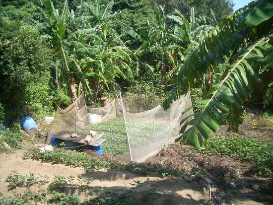 ein Garten am Wegesrand
