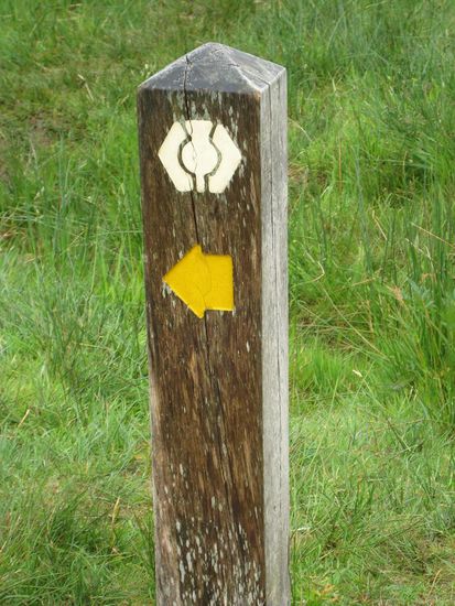 ... aber meist gab es nur diese Distel!