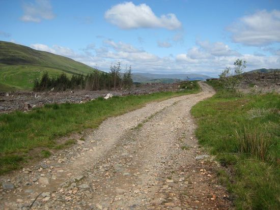 Das soll ein Wald sein???