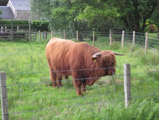 ... und dann sehen wir kurz vor Schluss doch noch ein Highland Rind!