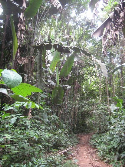 Der Weg durch den Dschungel