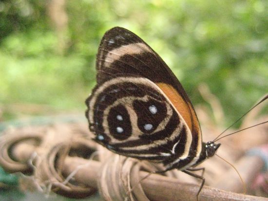 Schmetterling