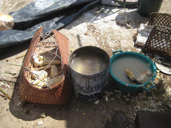 Der Maniok wir zuerst in Wasser eingeweicht ...