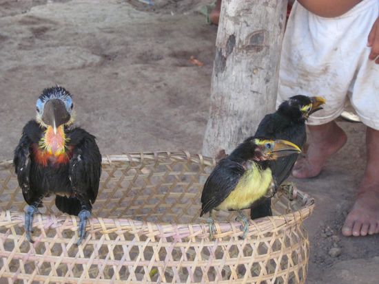 Baby-Tukane ... die sehen ganz schön zerrupft aus ...