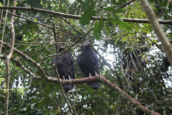 Geier auf der Isla San Martín