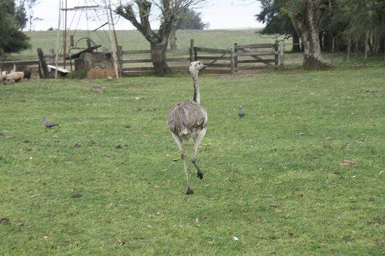 Ein Nandu hat sich ans Haus verirrt ...