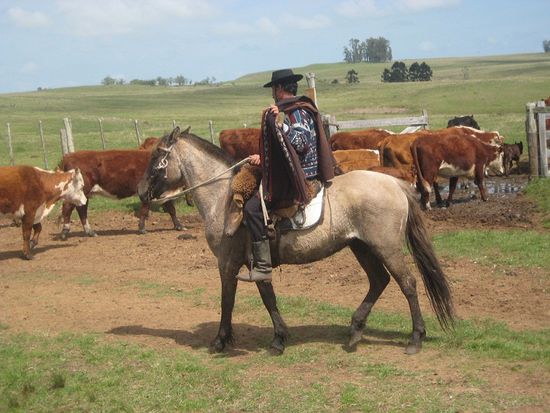 Gaucho Belingua