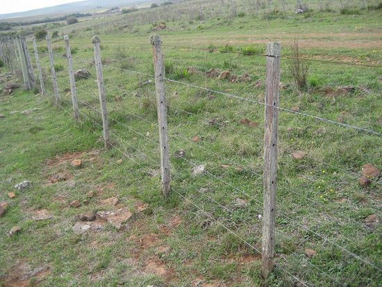 Da steigen die Nandus einfach durch