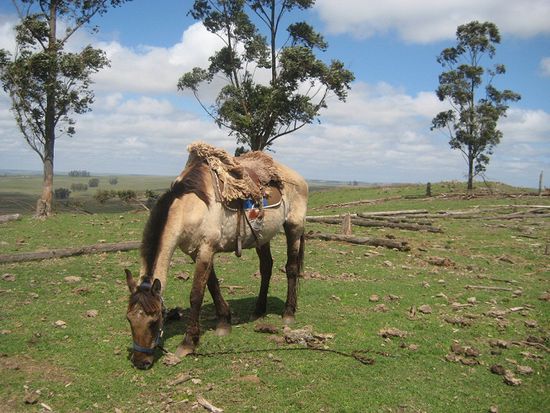 Ilonas Nube (= Wolke)