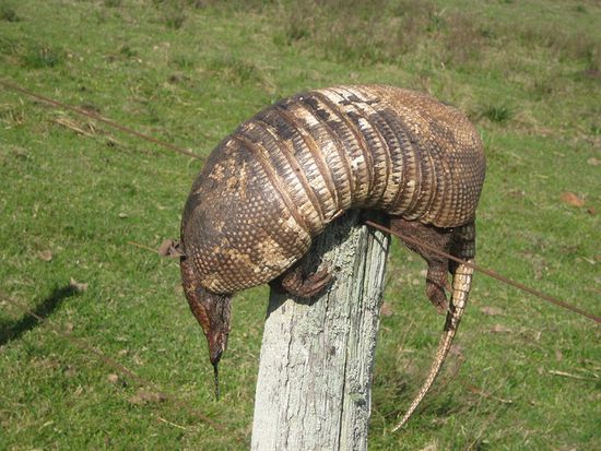 Ein totes Gürteltier