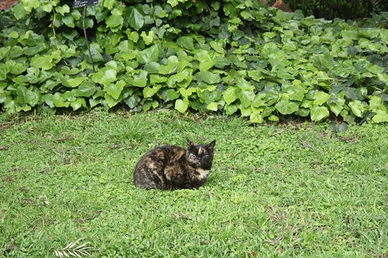 Im Park leben viele Katzen