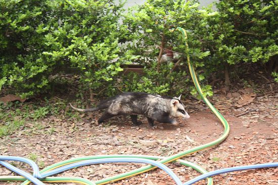 Was das für ein Tier ist, wissen wir nicht.