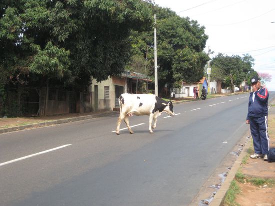 In Caacupé laufen die Kühe auf der Straße rum ...