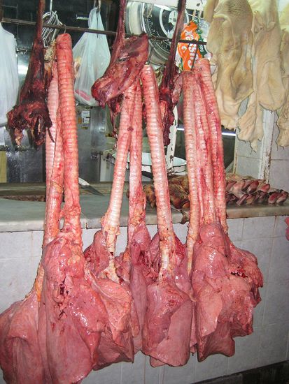 Lunge und Luftröhre?