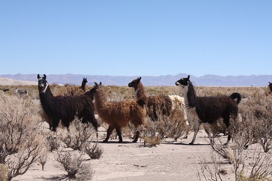 Und Lamas gibt es natürlich auch!