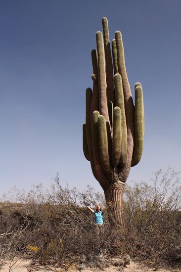 Die Kakteen sind riesig!