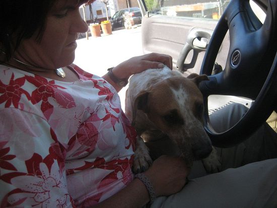 Der Hund will mit ins Auto einsteigen ...