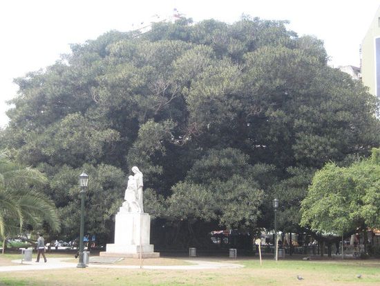 Der riesige Baum ...