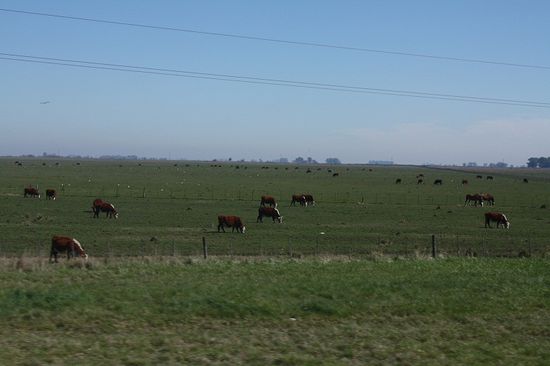 Plattes grünes Land und Rinder ... stundenlang!