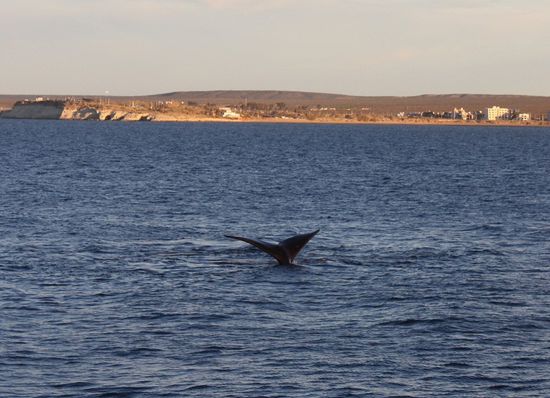Den ersten Wal sehen wir schon vom Pier aus