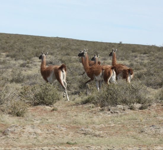 Guanacos