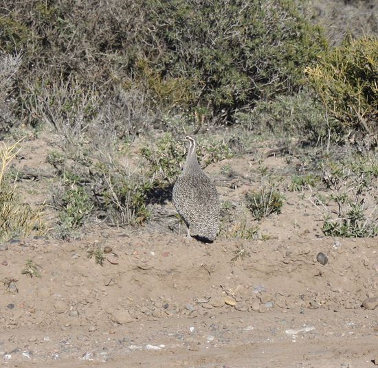 Eine Art "laufender Vogel" ...