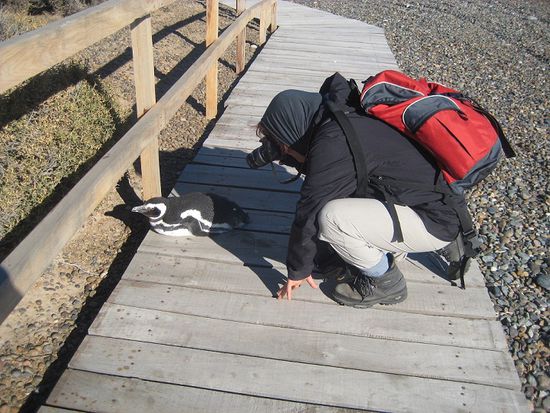 Die Pinguine sind überhaupt nicht scheu