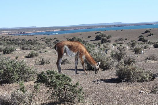 Guanacos gibt es hier auch