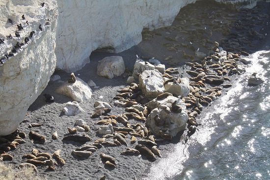 Jede Menge Seelöwen