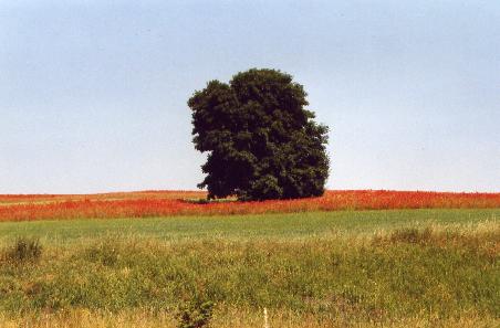 Mohnfelder in Polen