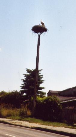 Störche