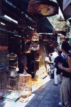 Bird Market