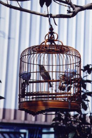 Chinesischer Vogelkäfig