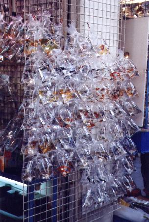 Goldfish Market