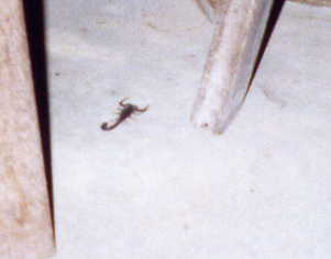 ... der Skorpion ...