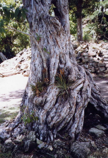 Wo Pflanzen überall wachsen ...