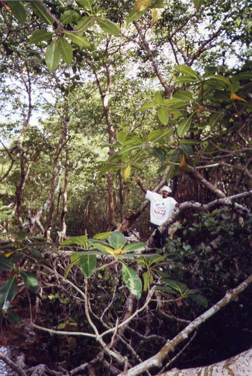 Lucky in den Mangroven ... und schwups ist sein Geldbeute weg!