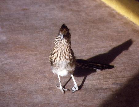 Roadrunner