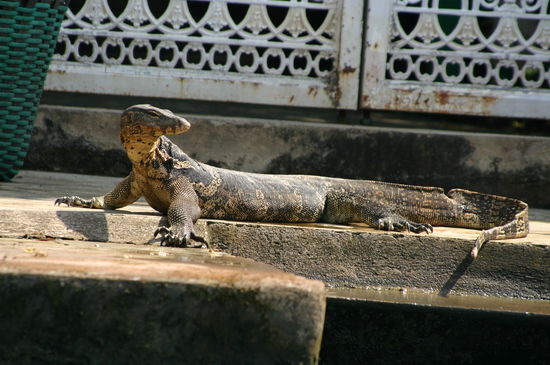 Bangkok: waehrend der Floatingmarket Tour.