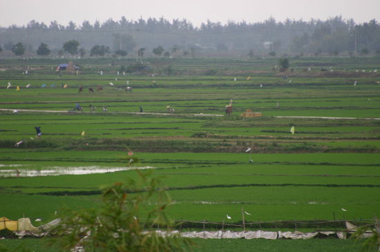 Hoi An und seine Reisfelder. Unser Grundnahrungsmittel fuer lange Zeit.