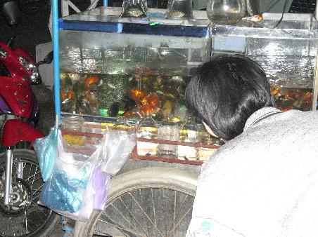 Fische aus der Tuete