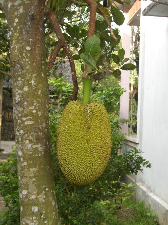 Durian