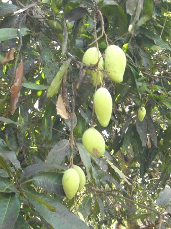 Mangos