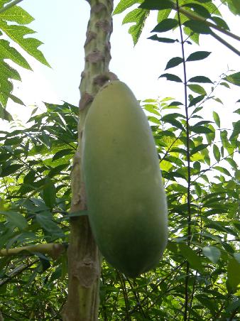 Papaya