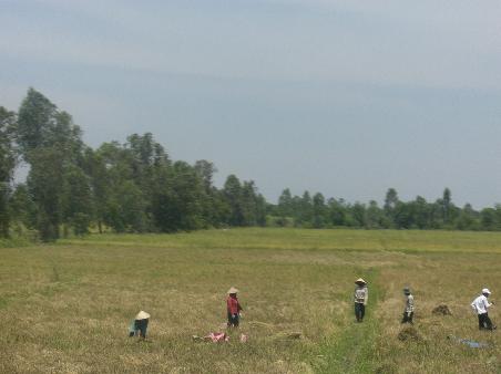 Reisfeld auf dem Rueckweg nach Ho Chi Minh