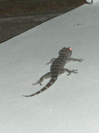 Gecko ca 30 cm gross