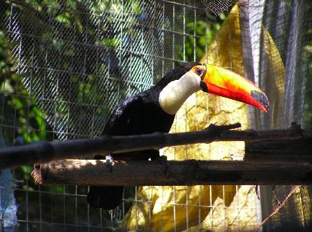 der wohl schönste Vogel: Tukan