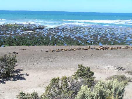 Den Strand empfanden wir hier fast spannender als die Seelöwen, welche hinter Zäunen vor den Touris geschützt, vor sich her faulten.