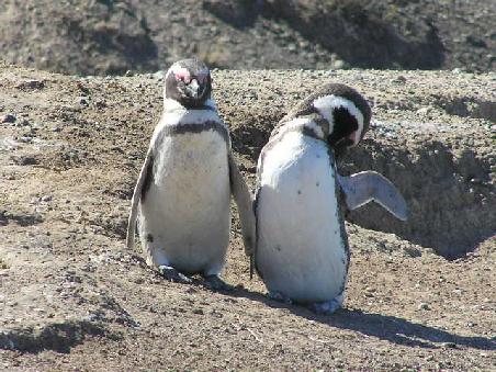 Die Pinguine konnten wir auch noch bei ganz anderen Aktivitäten beobachten