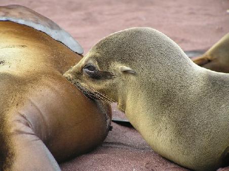 Seelöwen-Baby auf Isla Rabida